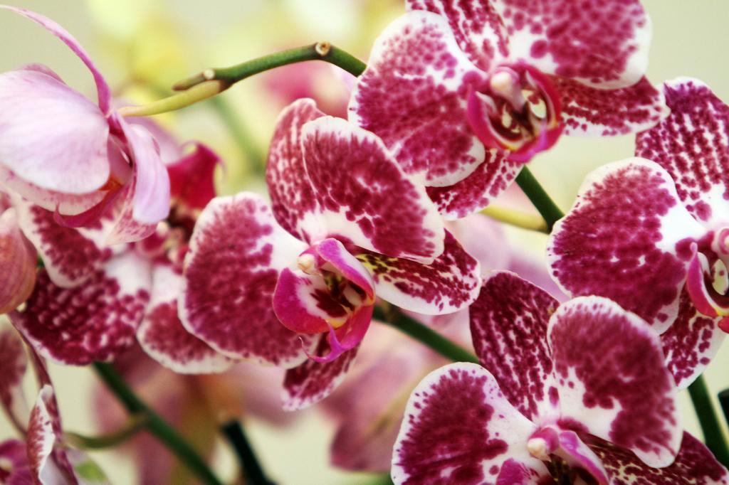 Orchidea Apartman Eger Exteriér fotografie